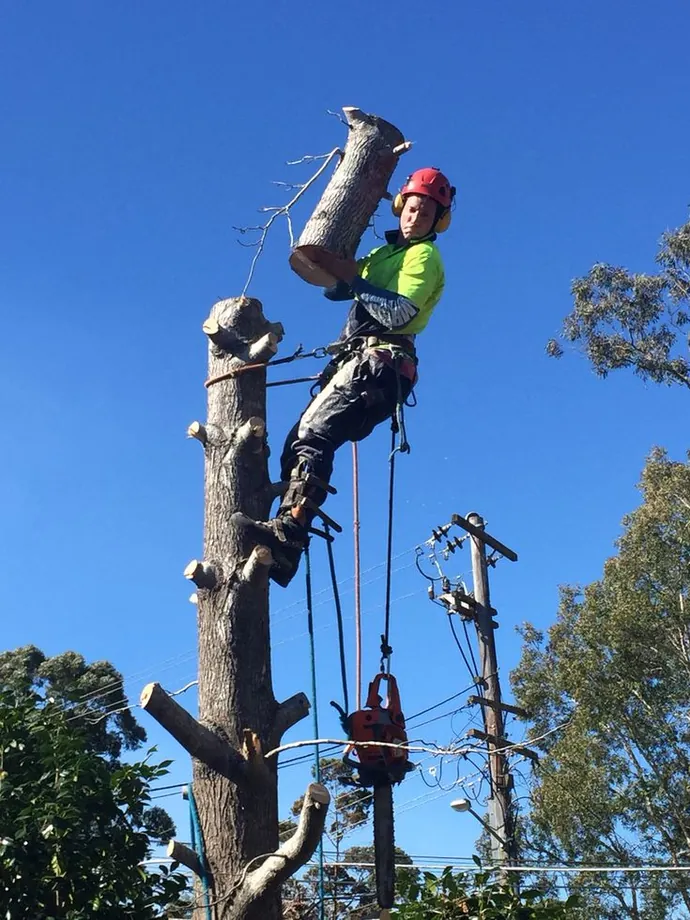 Climber lowering a cut section of trunk