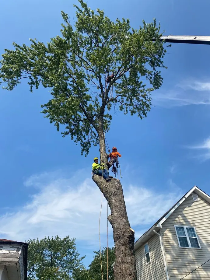 Two climbers working on a tall tree next to a house