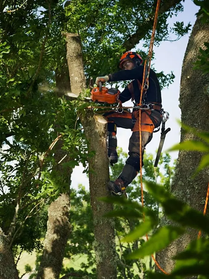 Climber cutting with a chainsaw high in a tree
