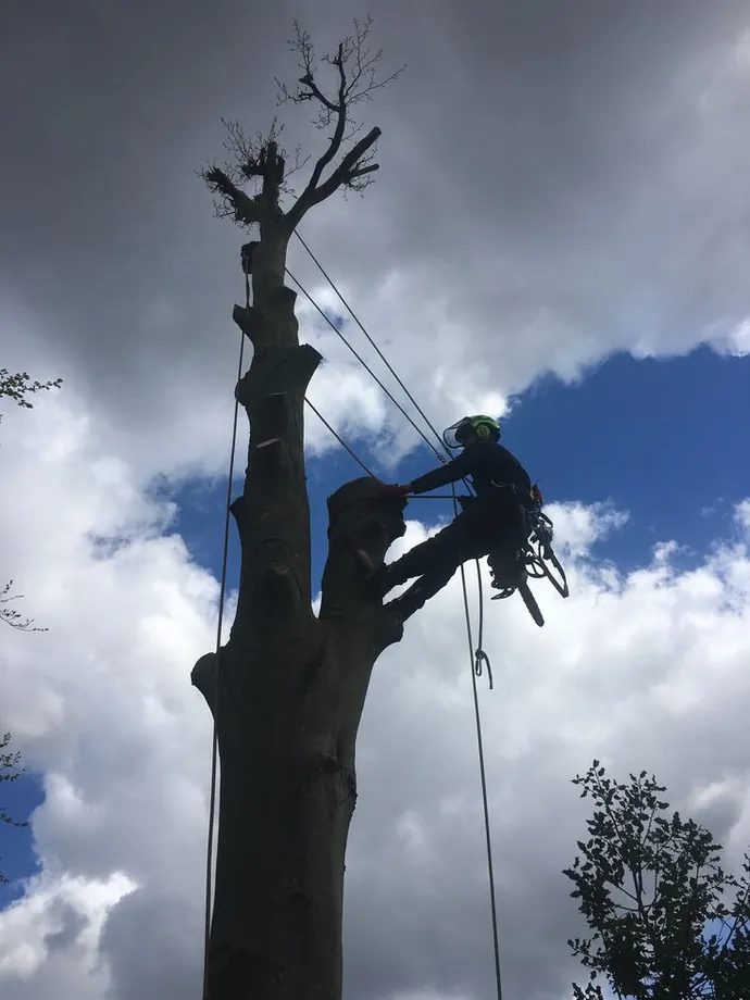 Climber rigging a large trunk against the sky