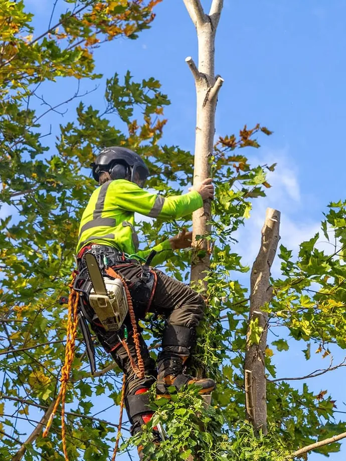 Climber in high-visibility gear removing limbs