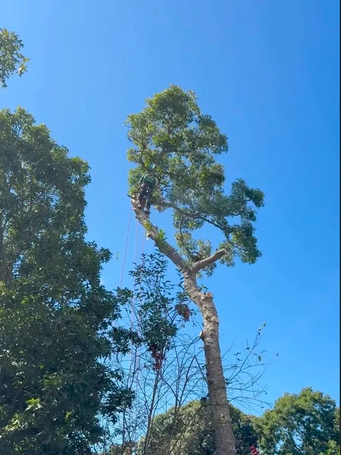 Tall tree being trimmed before removal