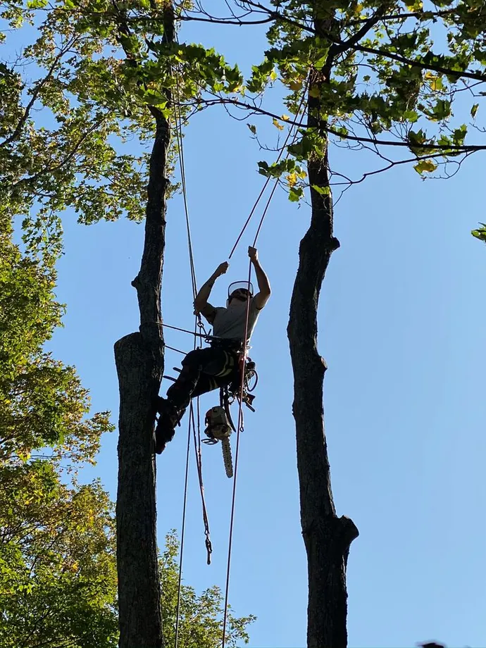 Climber between two trunks during a removal