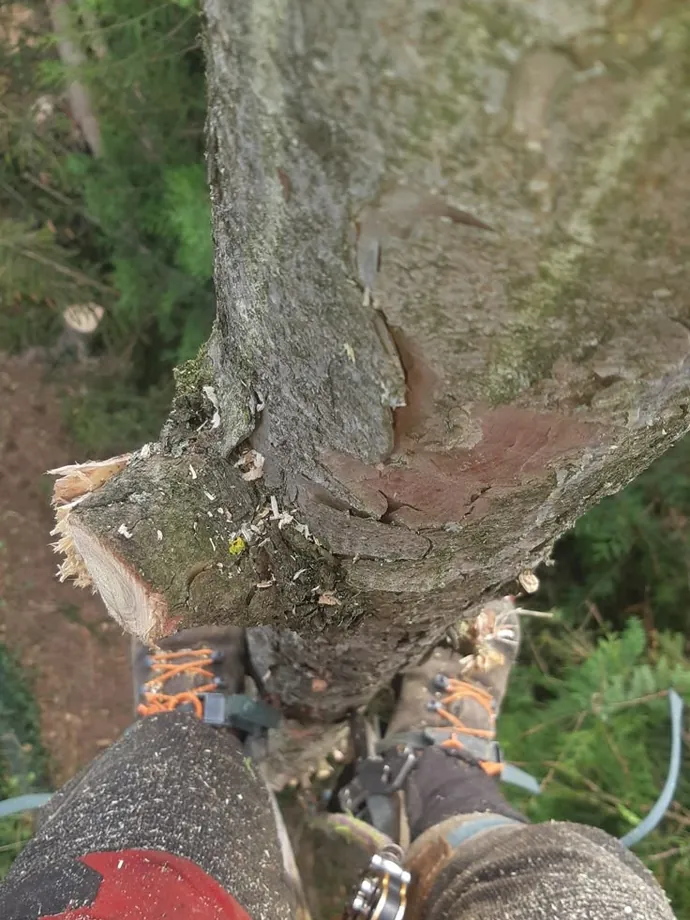 View down the trunk from the climber's position