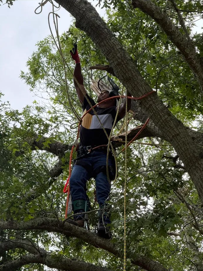 Climber working inside the tree canopy